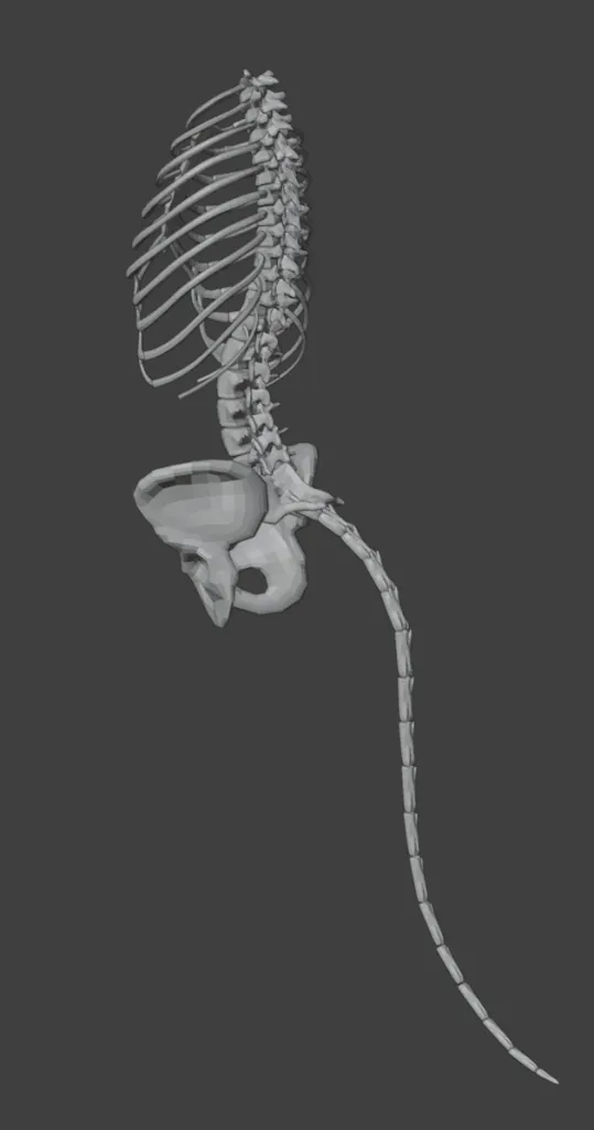 Rear view of Harmony:|| body bone