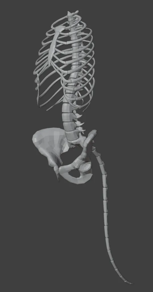 Front view of Harmony:|| body bone