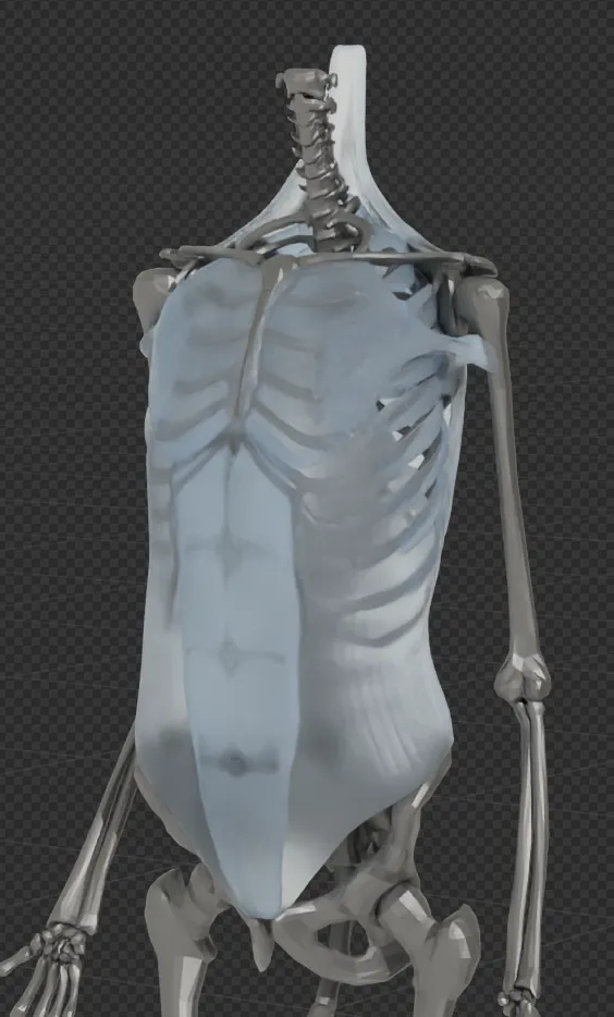 Body Muscles