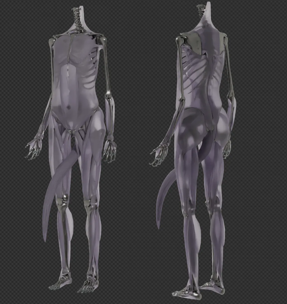 Body Muscles