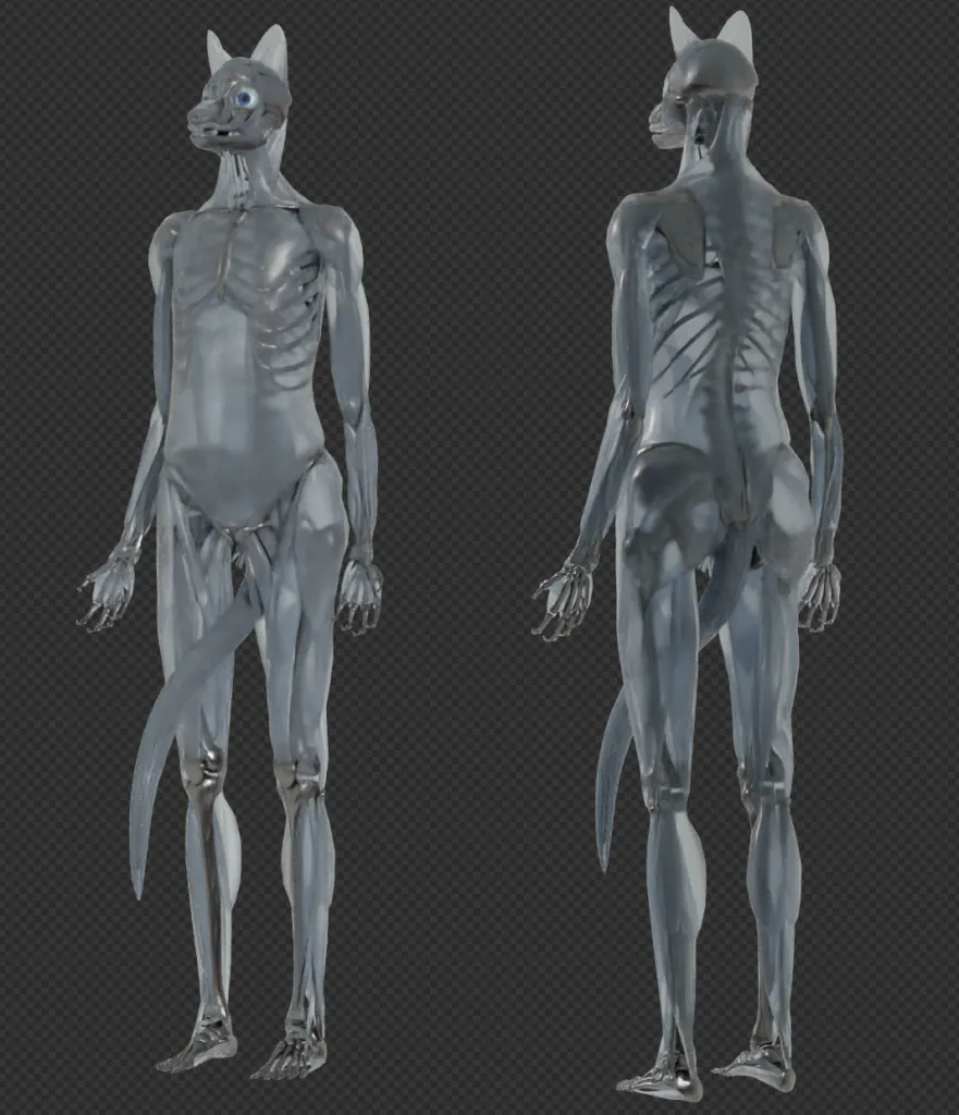 Body Muscles